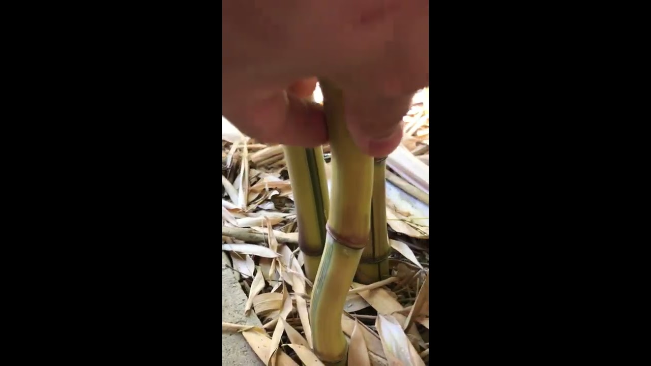 Phyllostachys Spectabilis, neue Bambus-Riesenhalme, max. Höhe in Süd-Deutschland 2/2