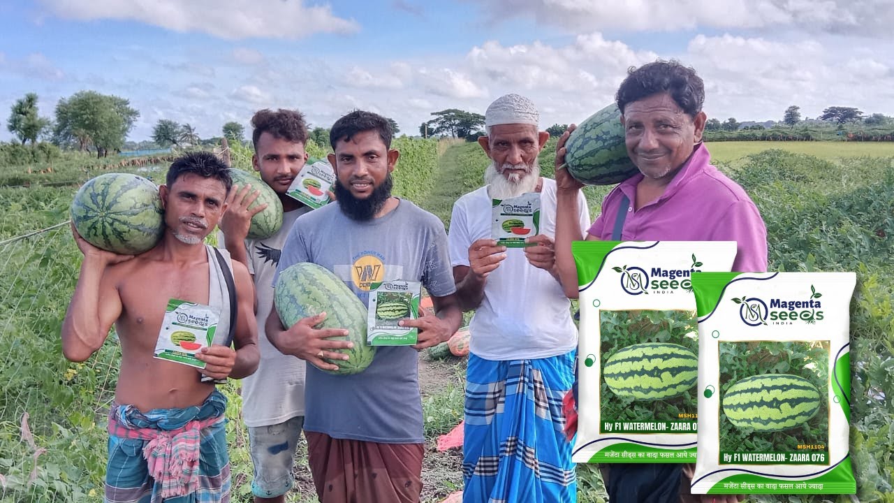 "Zaara 076 Hybrid Watermelon Seeds: Incredible Results in Bangladesh | Magenta Biotech"