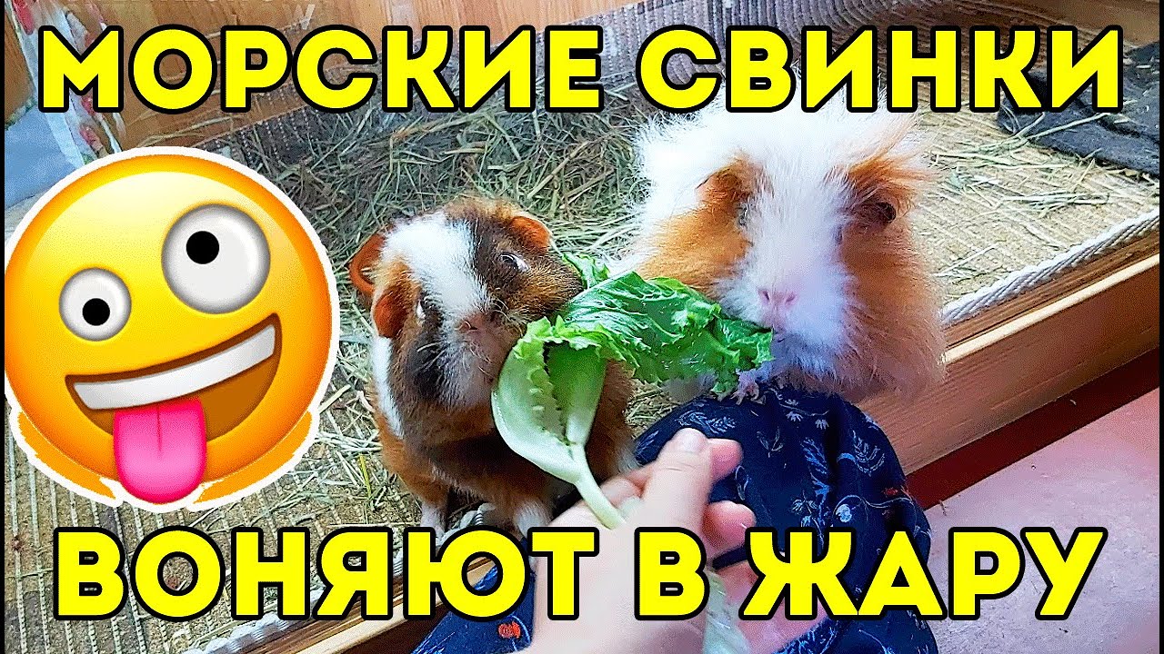ПОЯВИЛАСЬ ВОНЬ... ЗАПАХ МОРСКИХ СВИНОК ВПЕЧАТЛЯЕТ! SvinkiShow