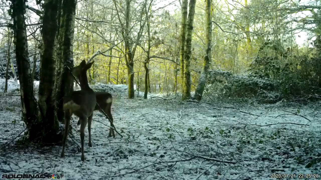 Vidéo Solognac BG500 - Animaux (4)