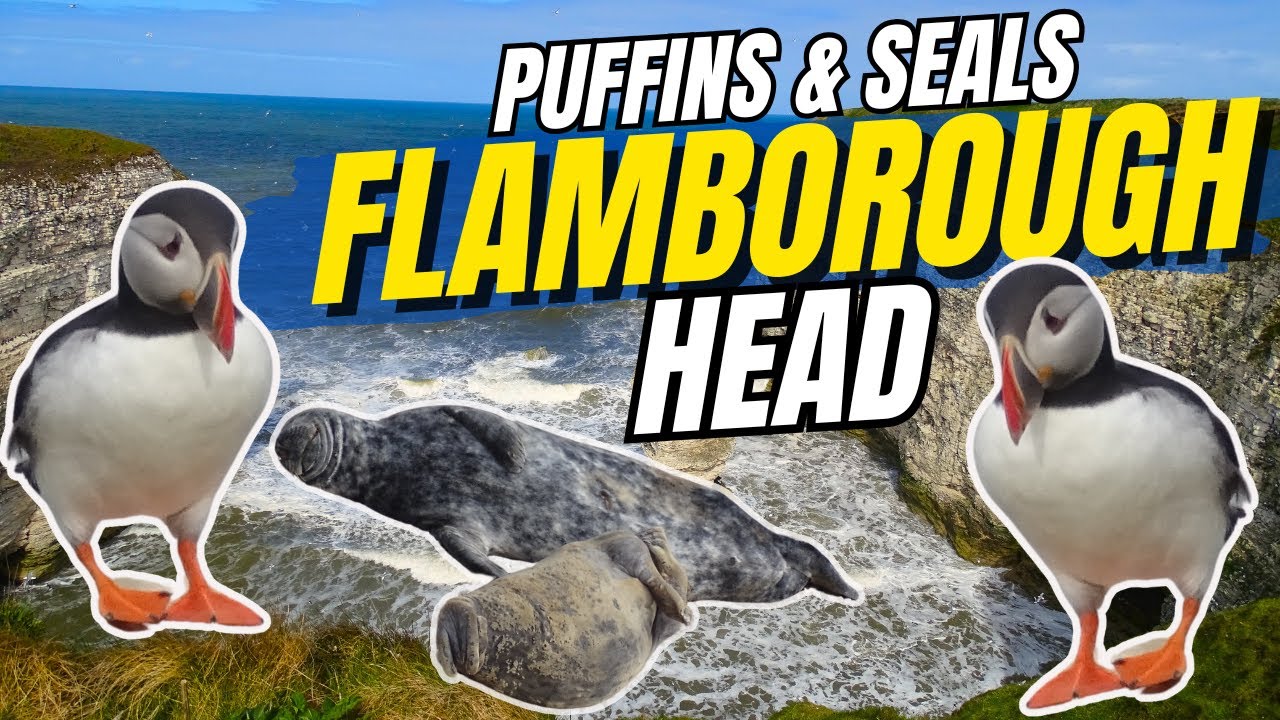 Exploring Flamborough Head searching for Puffins & Seals