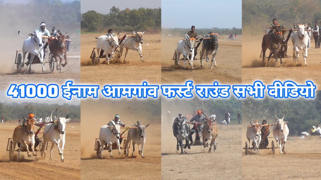 41000 पहला ईनाम आमगांव जिला छिंदवाड़ा पट फर्स्ट राउंड सेकंड बनाते हुए सभी बैलजोड़ी की वीडियो ox race