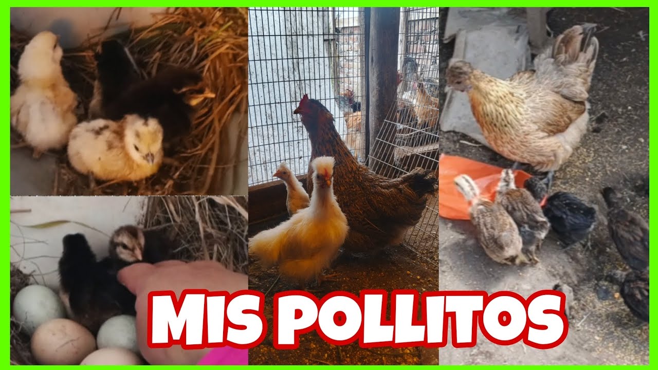 lograron nacer más 🐣...adecuando un lugar para los pollitos