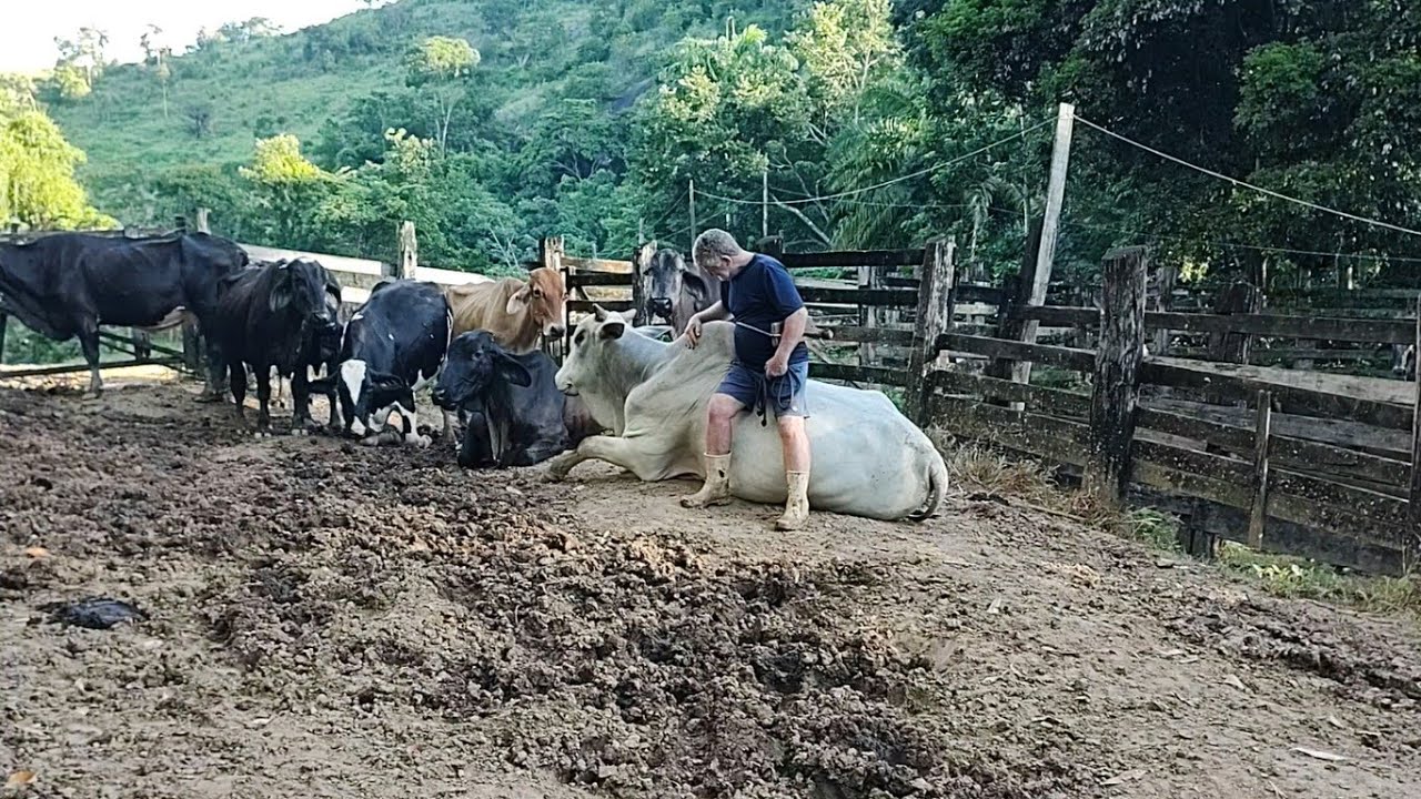 Claudio e Aurora Tirando Leite das Vacas no Curral de Manhã. Claudio Assentou em Cima do Boi Nelore.