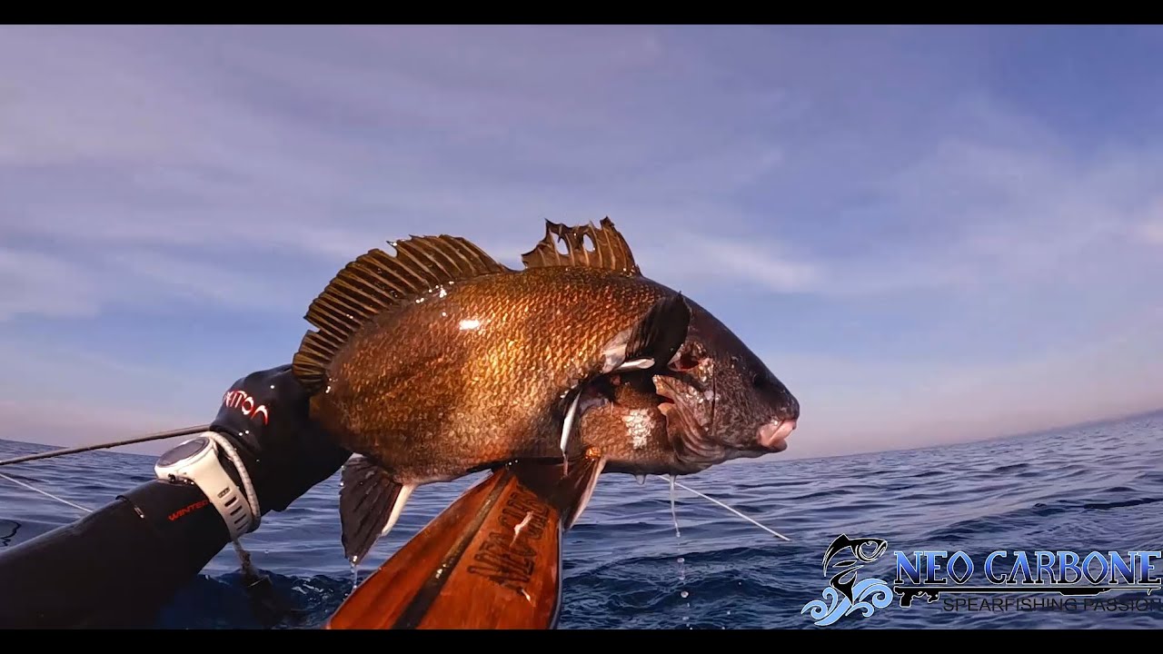 Spearfishing Passion - Neo Carbone - NC85C - Classic Nature "Winter 2025" by Matej Njavro
