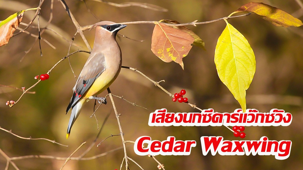 เสียงนก ซีดาร์แว๊กซ์วิง | Cedar Waxwing