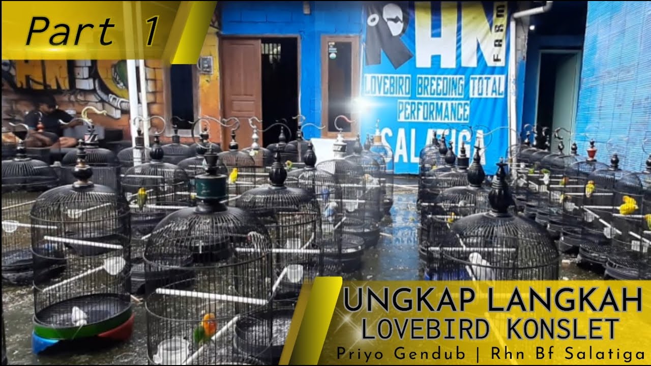 (Part1) Ungkap Langkah Lovebird Konslet Dari Bahan Sampai Konslet.Priyo gendub rhn bf