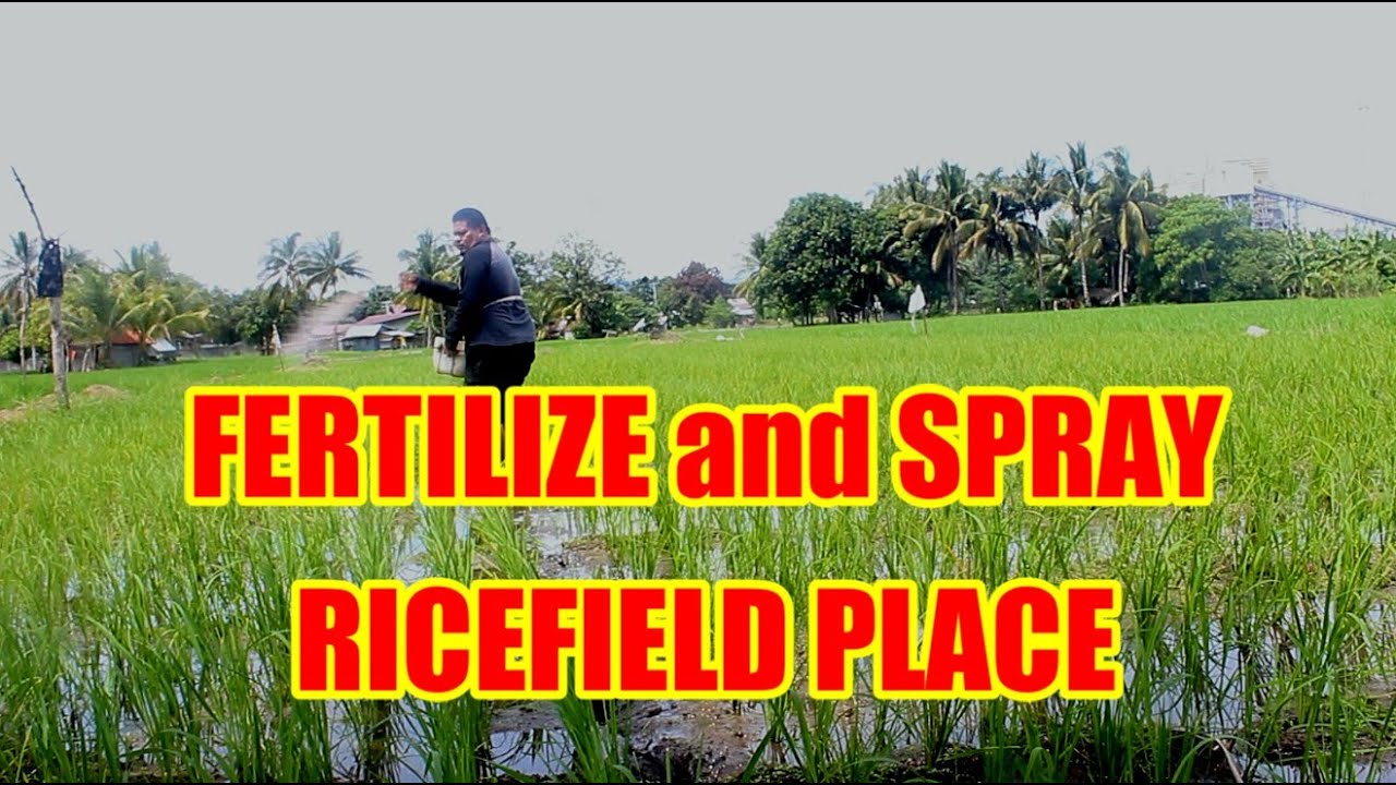 Adventure at Rice place | fertilize | farming