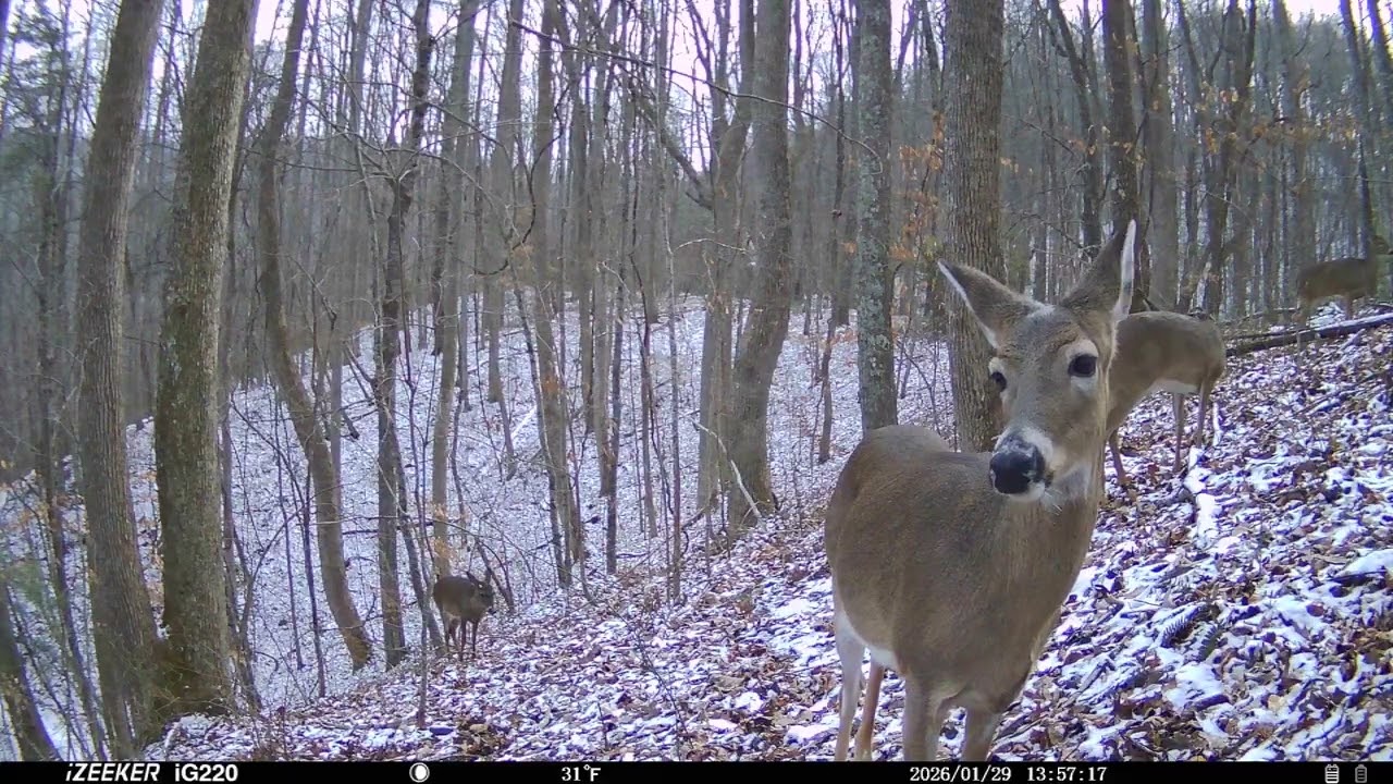 Seven days of snow ( tracking deer with the izeeker iG220 )