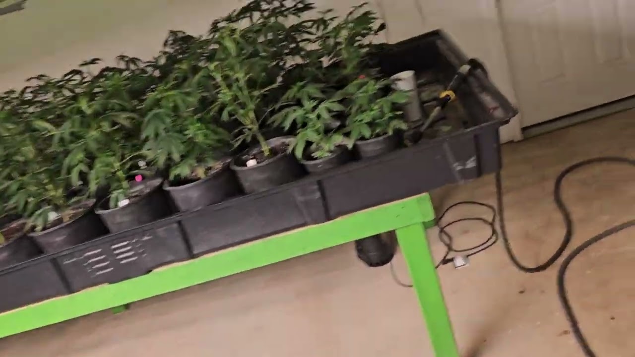 RDJ Bouns vs Spiderfarmer LED grow light review and opinions