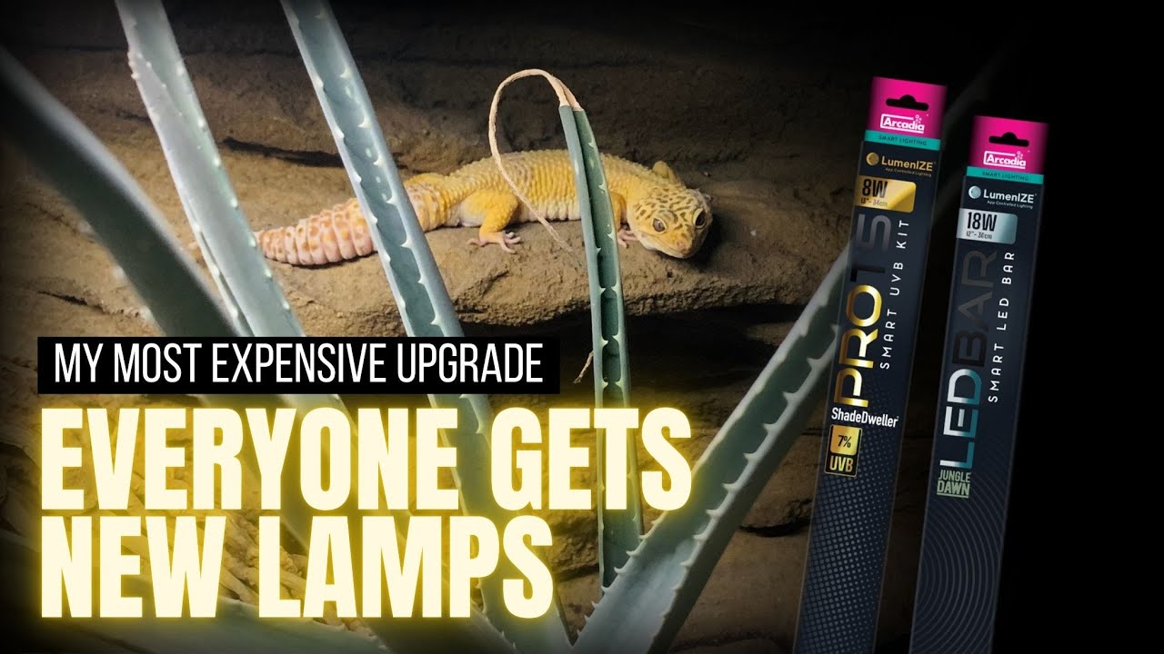 Geckos Experience Sunsets For The First Time | LumenIZE Unboxing & Setup