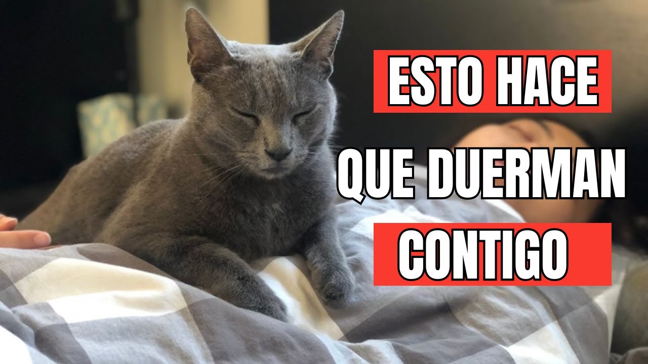 Las 8 razones REALES por las que tu GATO duerme contigo