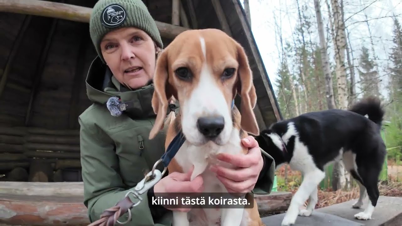 Kun susi käy päälle