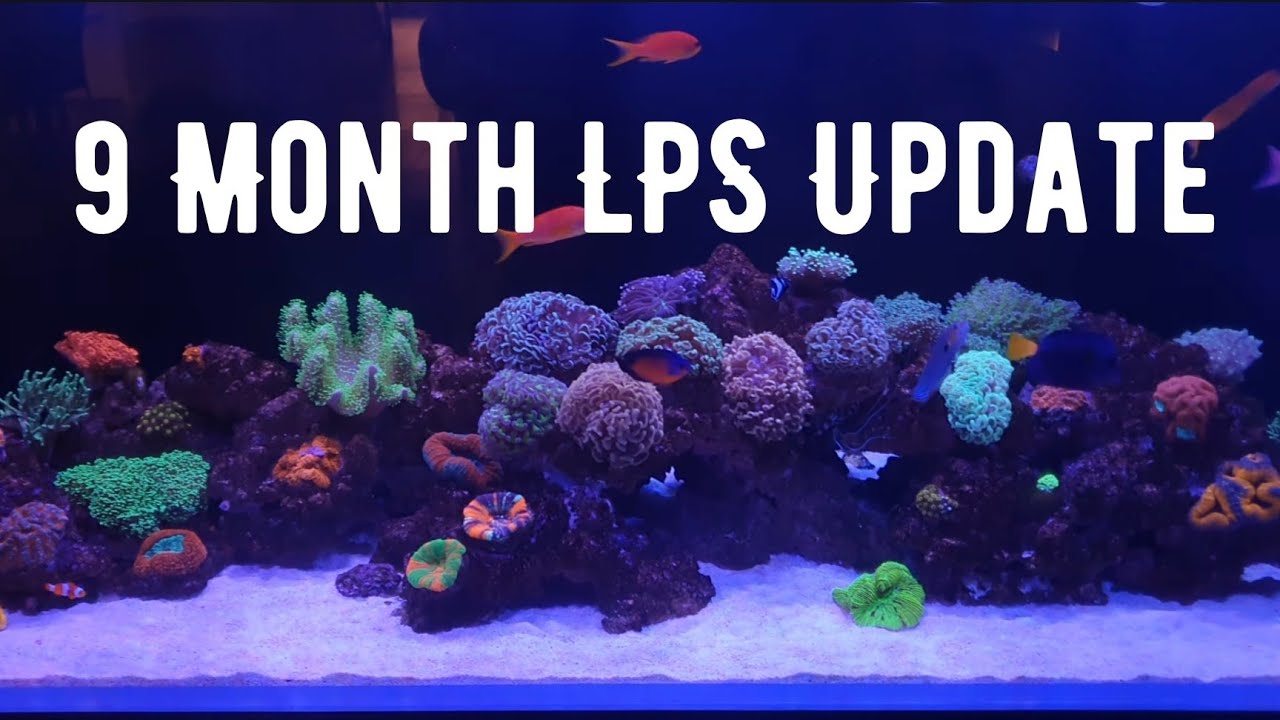 9 Month Update LPS Dominant Reef Tank in the CADE 2100