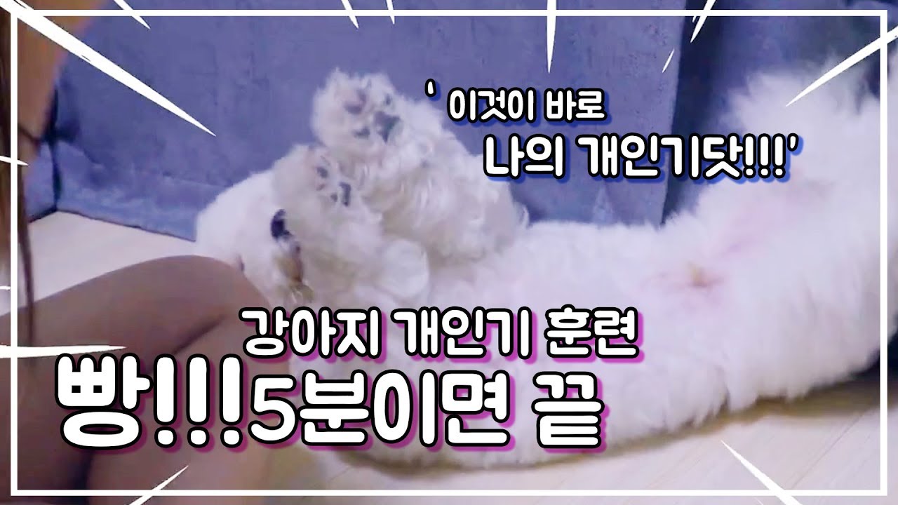 강아지 개인기 훈련을 시켜보자!! | 강아지 빵 교육 5분이면 충분하다!! | 천재견 강아지 | 비숑 | 푸들 | Puppy training