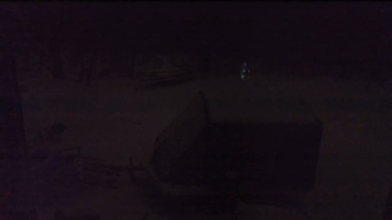 How many animals can we find in the back yard from dark to daylight(leave comment of animals) 