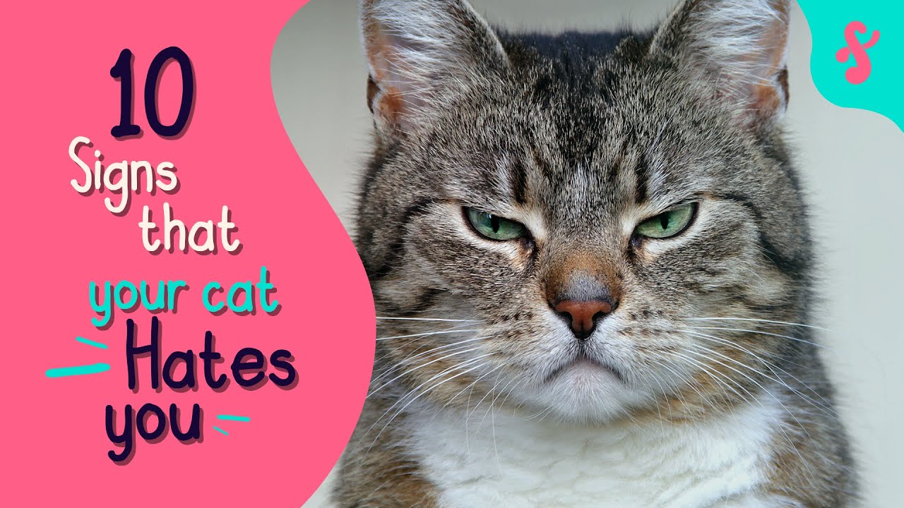 💔 10 Signs That Your Cat Really HATES You | Furry Feline Facts 😾😿