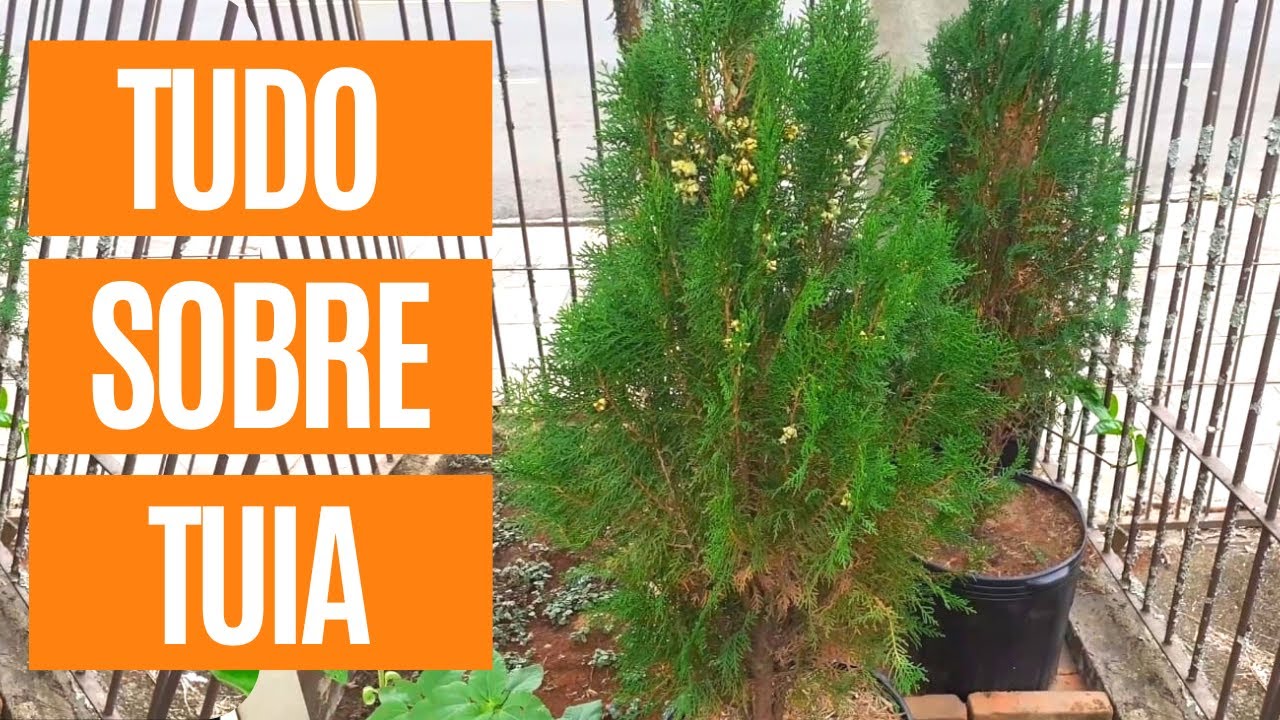 DICAS R&Aacute;PIDAS SOBRE A TUIA | Tuia compacta, tuia oriental, thuja orientalis sem erro no vaso