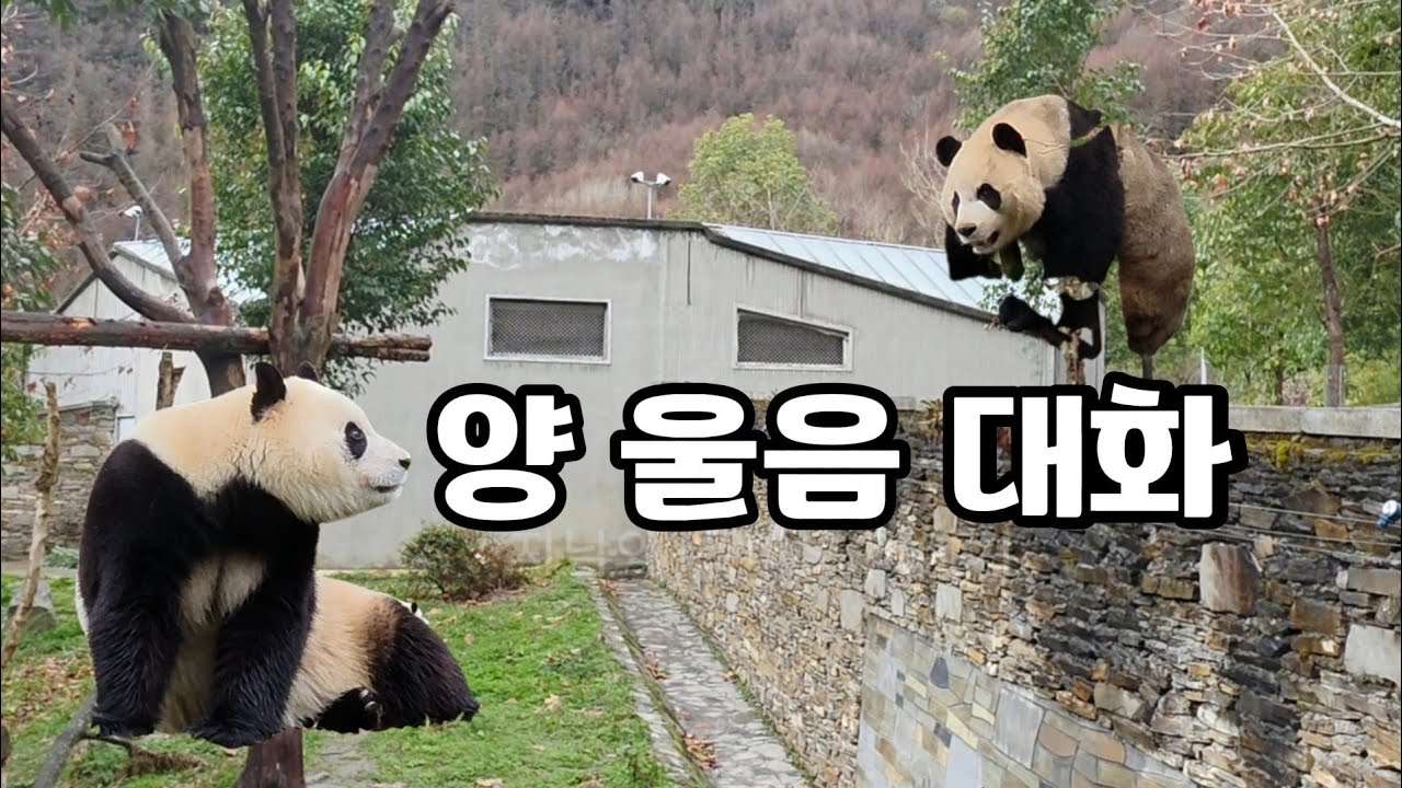 26.3.9 오전2  대박 양울음소리로~서로에게 할말이 많아보이는  슈양과  푸야~♡