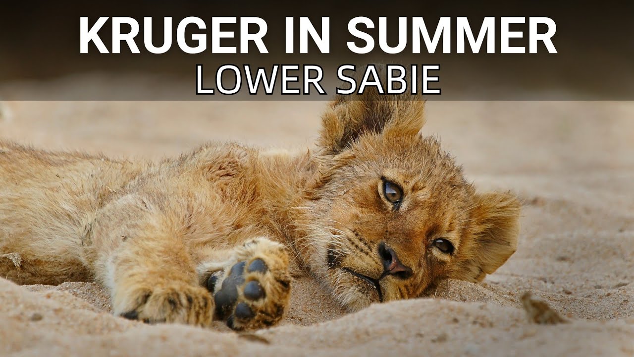 Discover The Beauty of Kruger National Park in Summer | Lower Sabie