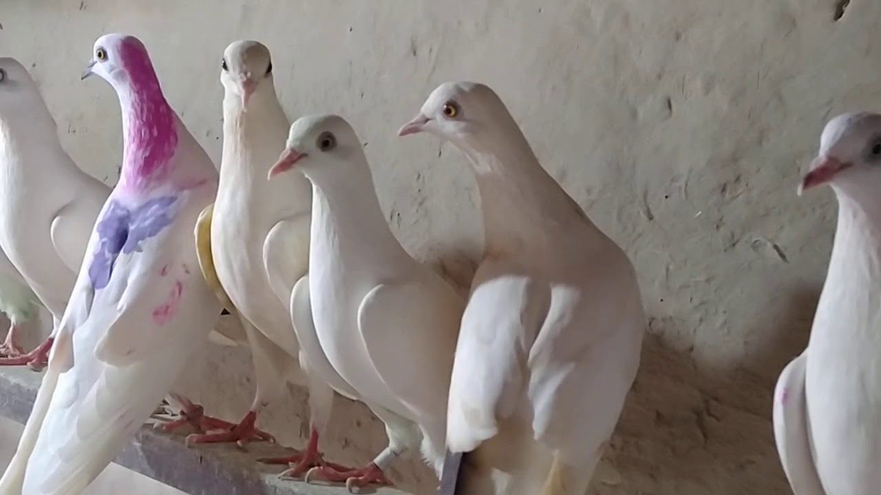 Mor bappiana de kabootar