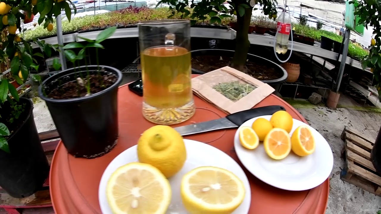 Citroník a moje zkušenosti