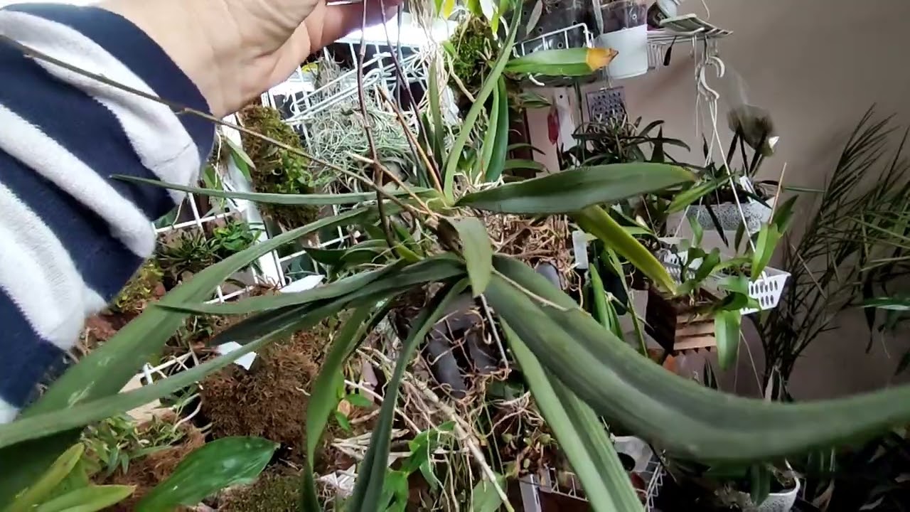 Ionopsis utricularioides-щедре квітування.Москалям-від перегляду очі повилазять.