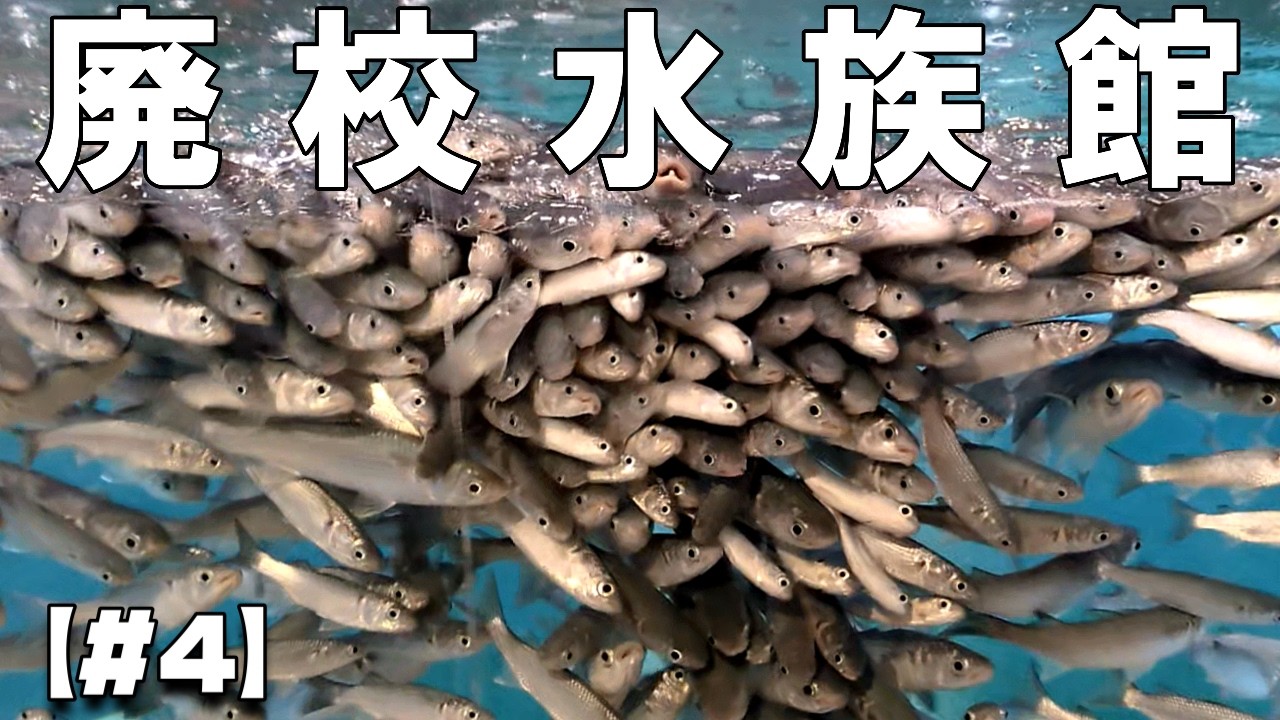 【#4】今成橋・むろと廃校水族館・大菩薩峠・久礼【陰キャ大学生一人で四国一周する】#四国