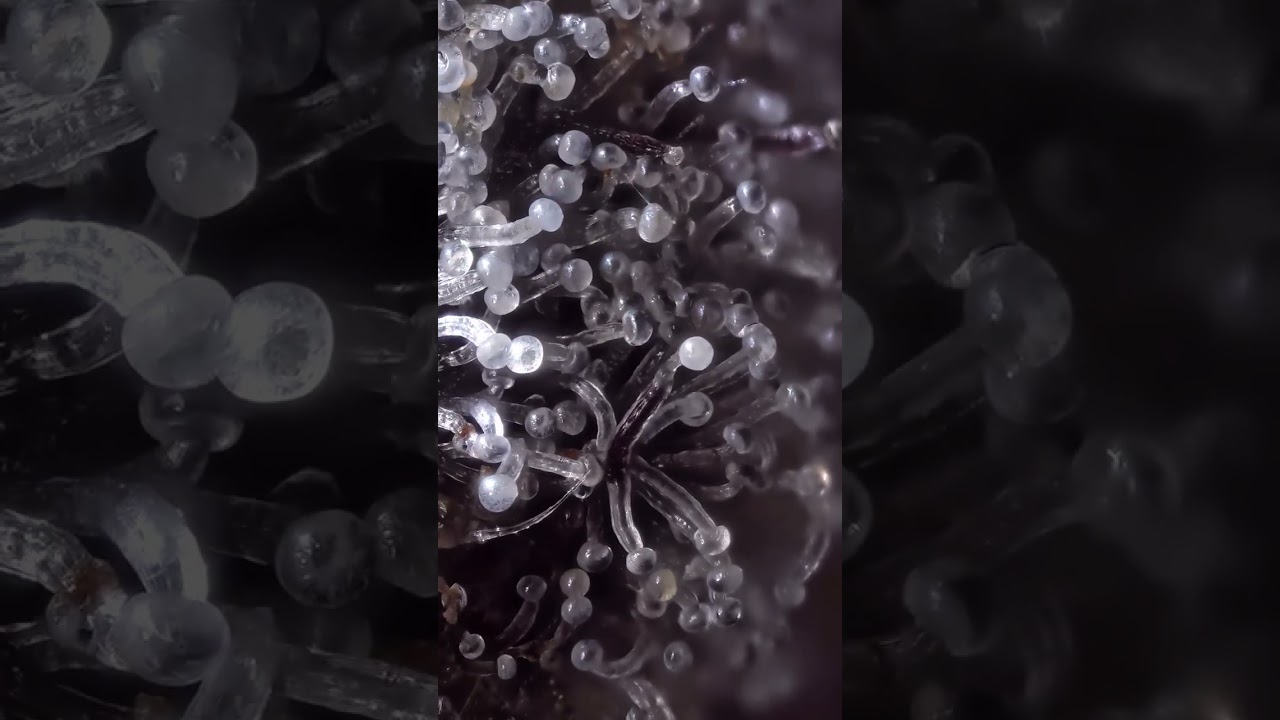 Mutant trichome with multiple heads on the cannabis sativa plant!