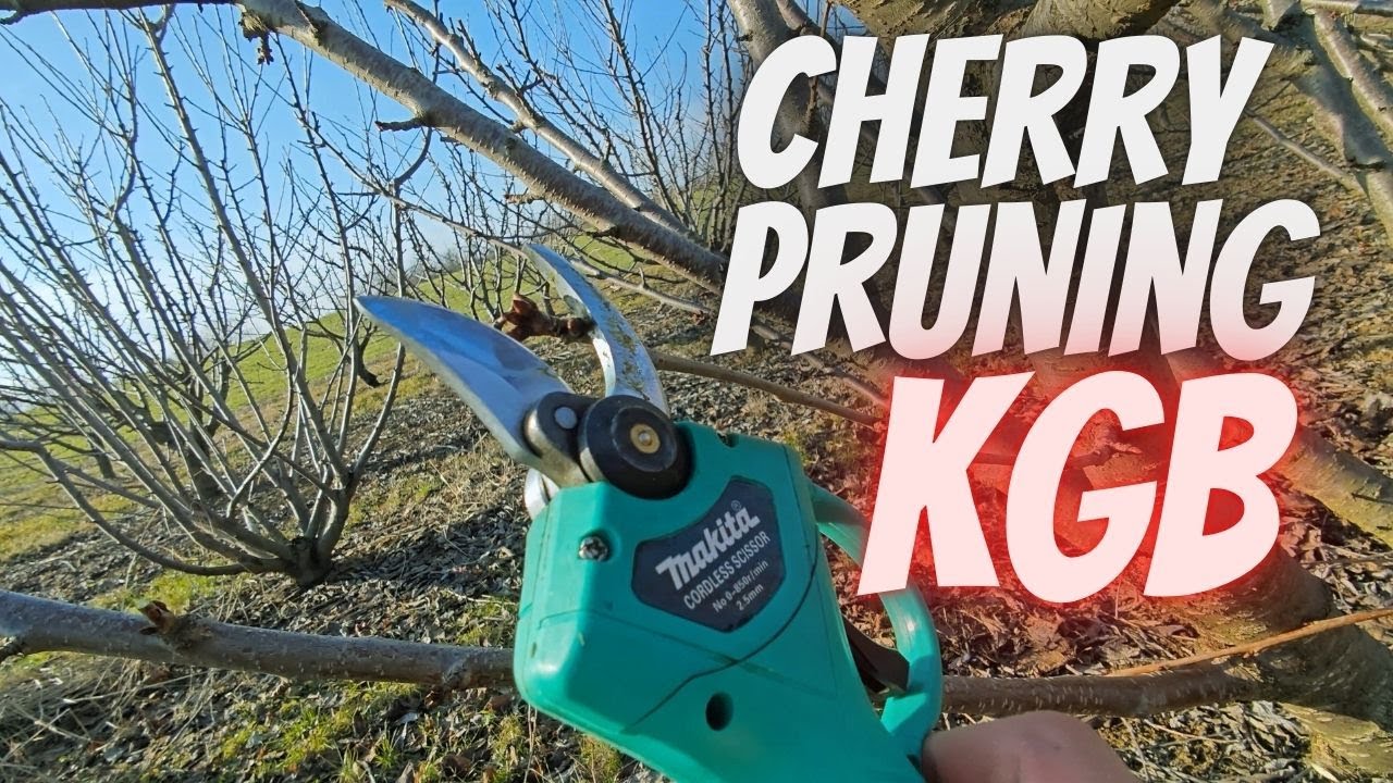 Cherry pruning KGB