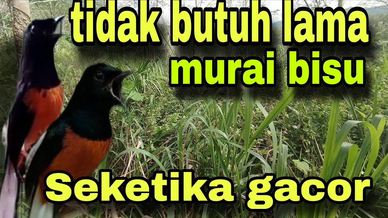 Pancingan murai batu bisu jadi gacor seketika#terapiburungmacet 