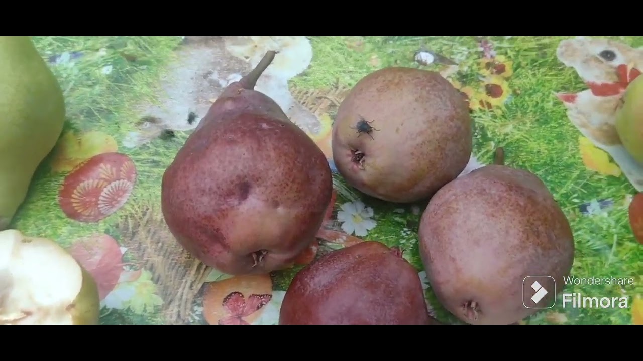 Teste pere de vara