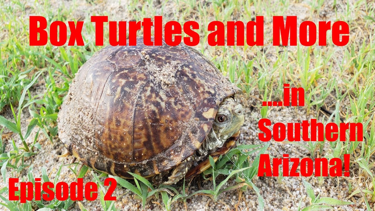 Southern Arizona Desert Box Turtle Herping - Sonoran Herping Adventures Ep. 2