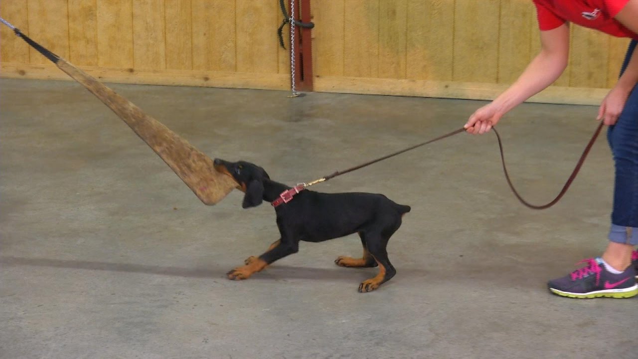 9 Wk Doberman Puppy 