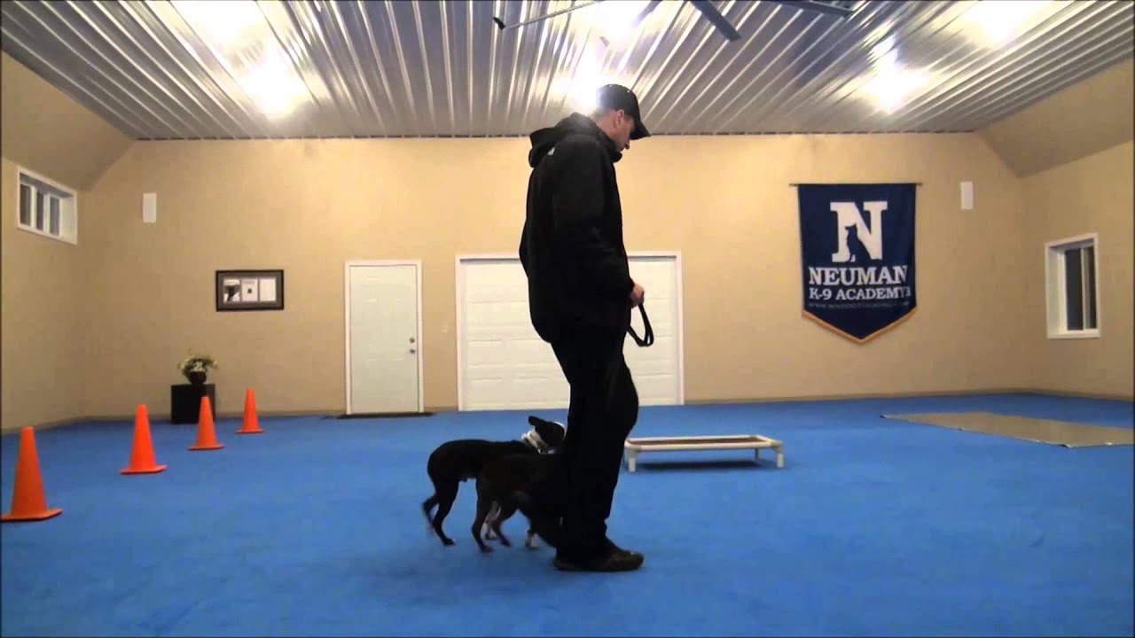 Lila (Boston Terrier) Dog Training Boot Camp Video