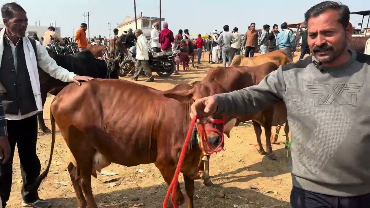 आज शनिवार को सबसे सस्ती गाय और भैंस मिलने वाली है जो सबसे ज्यादा दूध देने वाली रहेगी||🐮🐮