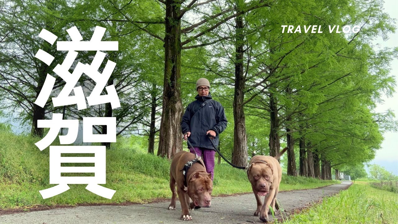 【犬連れ車中泊旅】滋賀県 琵琶湖に比叡山延暦寺！メタセコイア並木の散歩で疲れてしまった愛犬が笑えます