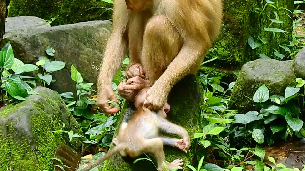 WHY MUM WHY…Innocent Baby Rainbow Got Disciplined and Weaned.