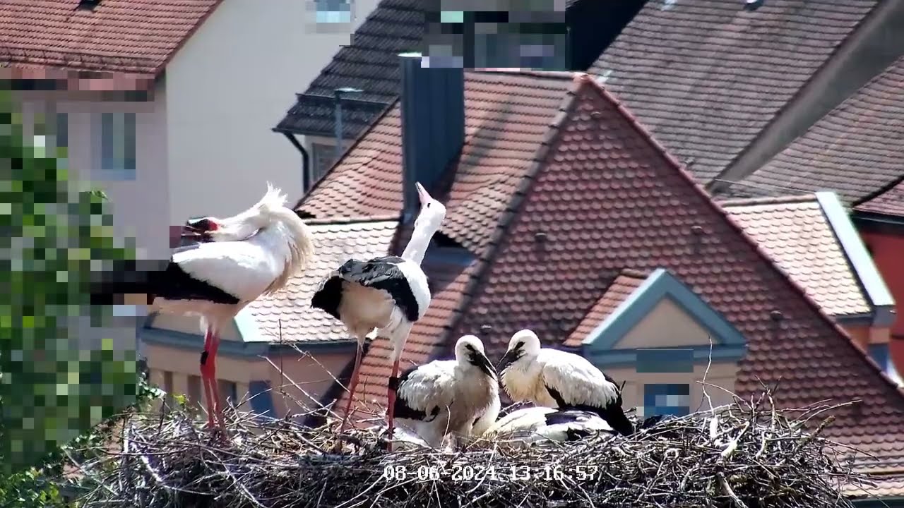 08.06.2024 die Störche in Leutershausen begrüßen sich
