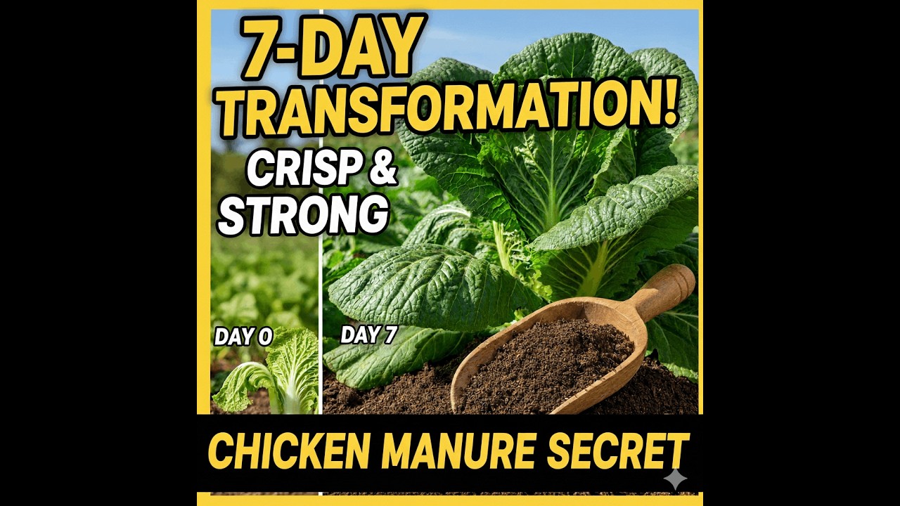 How chicken manure improves chinese cabbage plant strength in 7 days!