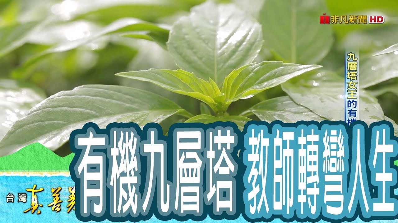 【台灣真善美】“九層塔女王”的有機路 2018.12.16【774-3集】