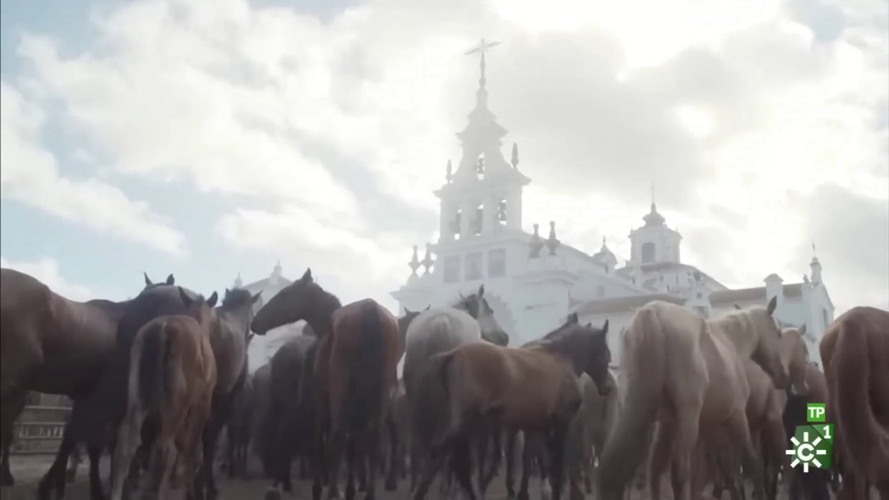 La saca de yeguas de Doñana | TodoCaballo