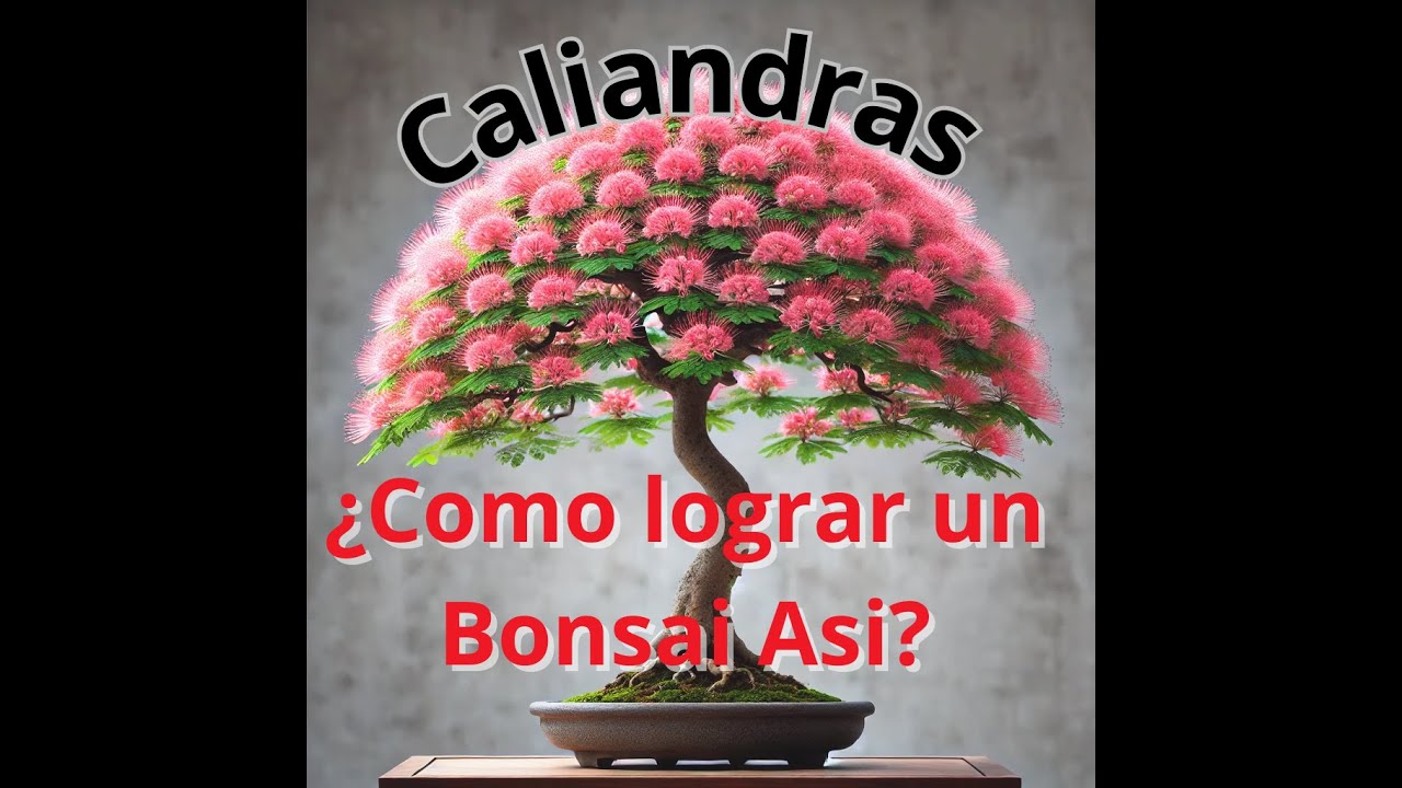 &iexcl;MIRA c&oacute;mo crecieron mis Calliandra despu&eacute;s de un a&ntilde;o INCRE&Iacute;BLE!.