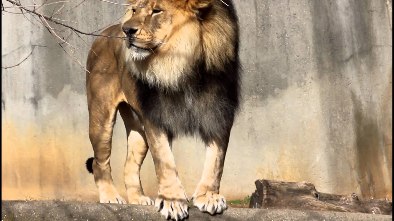 Lion Roar 1 at the Louisville Zoo