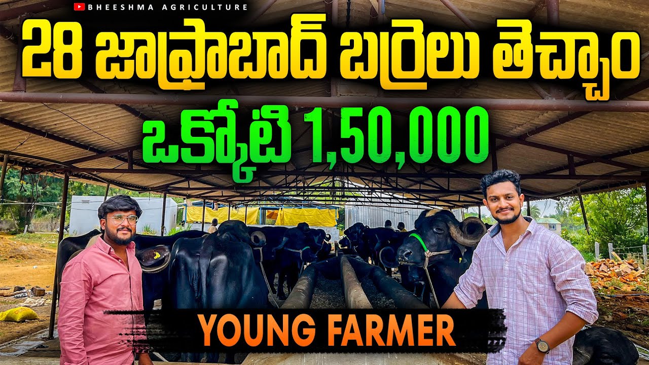 Profitable Dairy Farming with Jafrabad breed of goats | Buffalo Dairy Farm | Bheeshma Agriculture