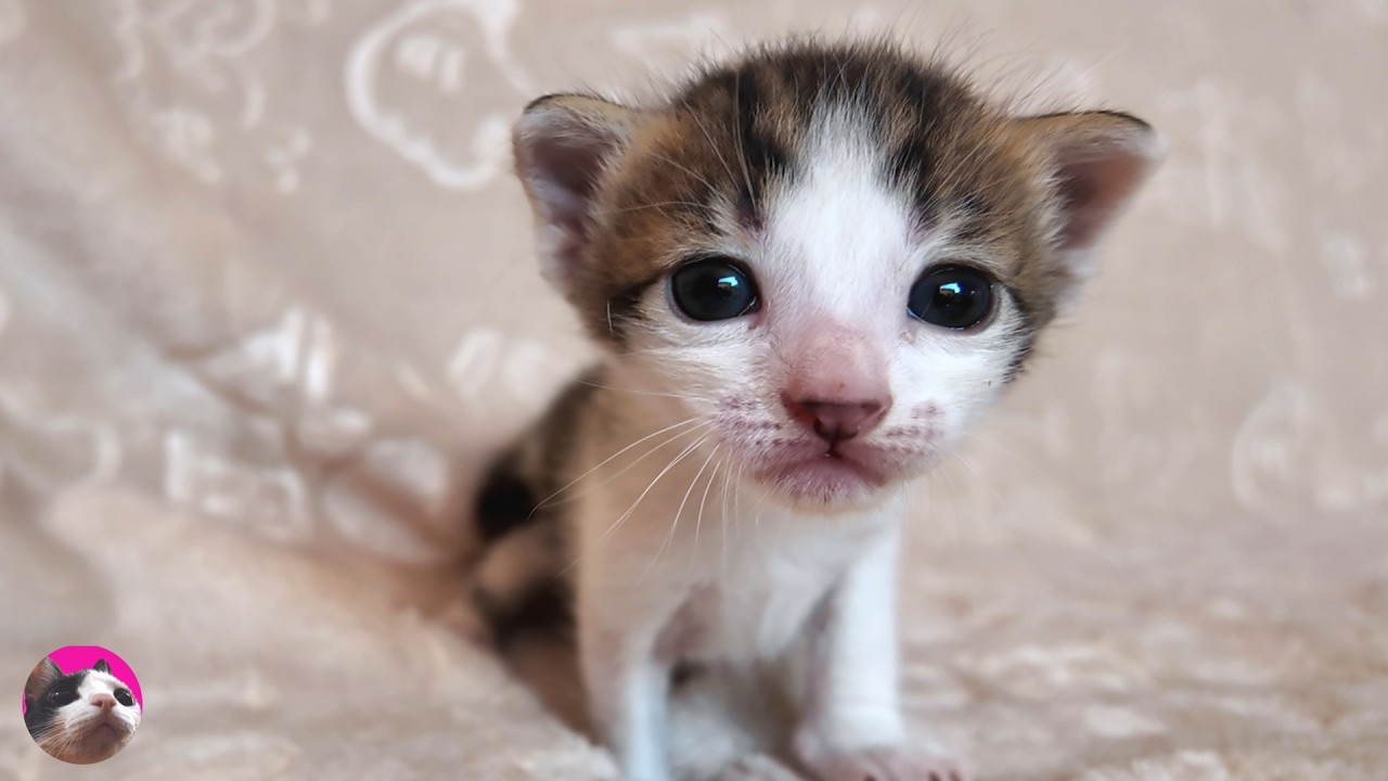 Как растут котята: от 0 дней до 2 недель!