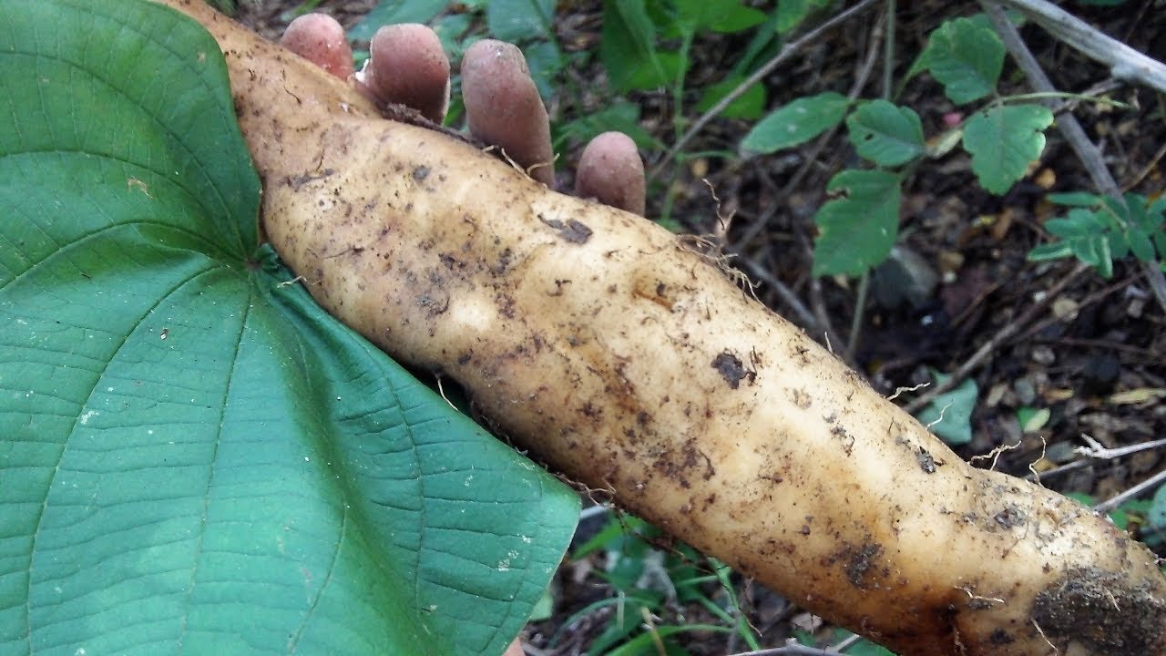 Camote del cerro, hualacamote, tlacacamote, ñame, rabo de iguana, Dioscorea remotiflora