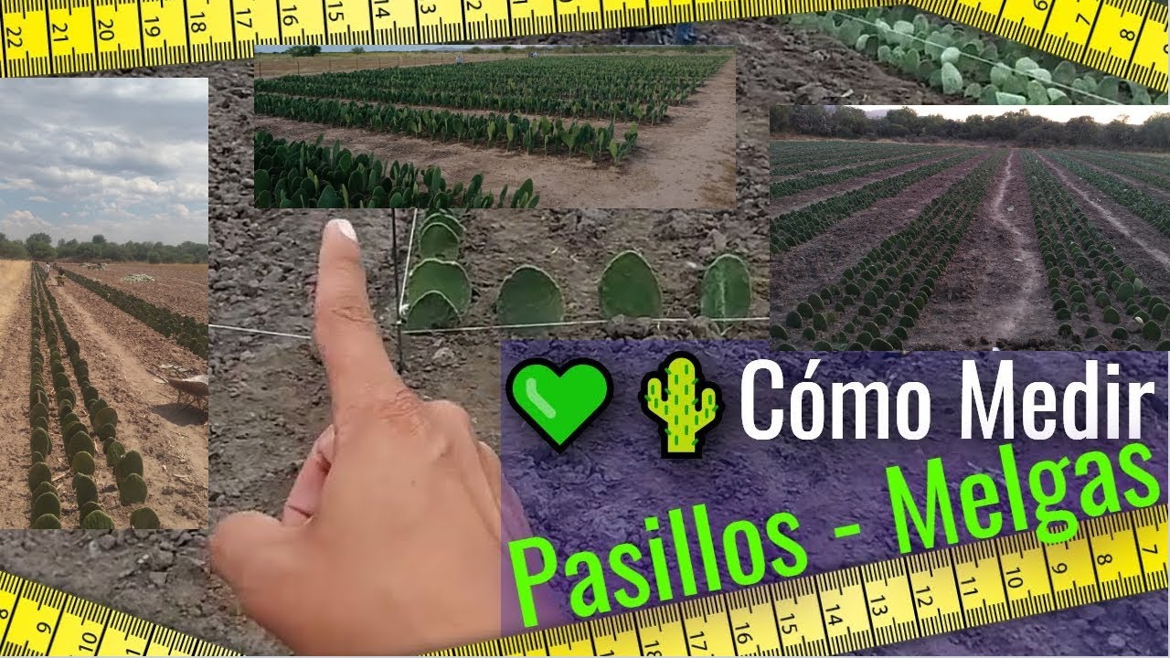 💚🌵CUÁNTO miden Melgas y Pasillos? | Cómo sembrar NOPAL