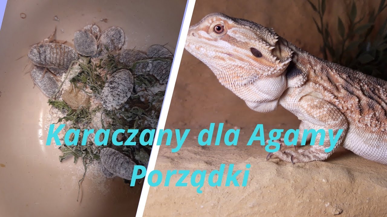 Segregacja karaczanów Dubia / Karmienie Agamy Brodatej