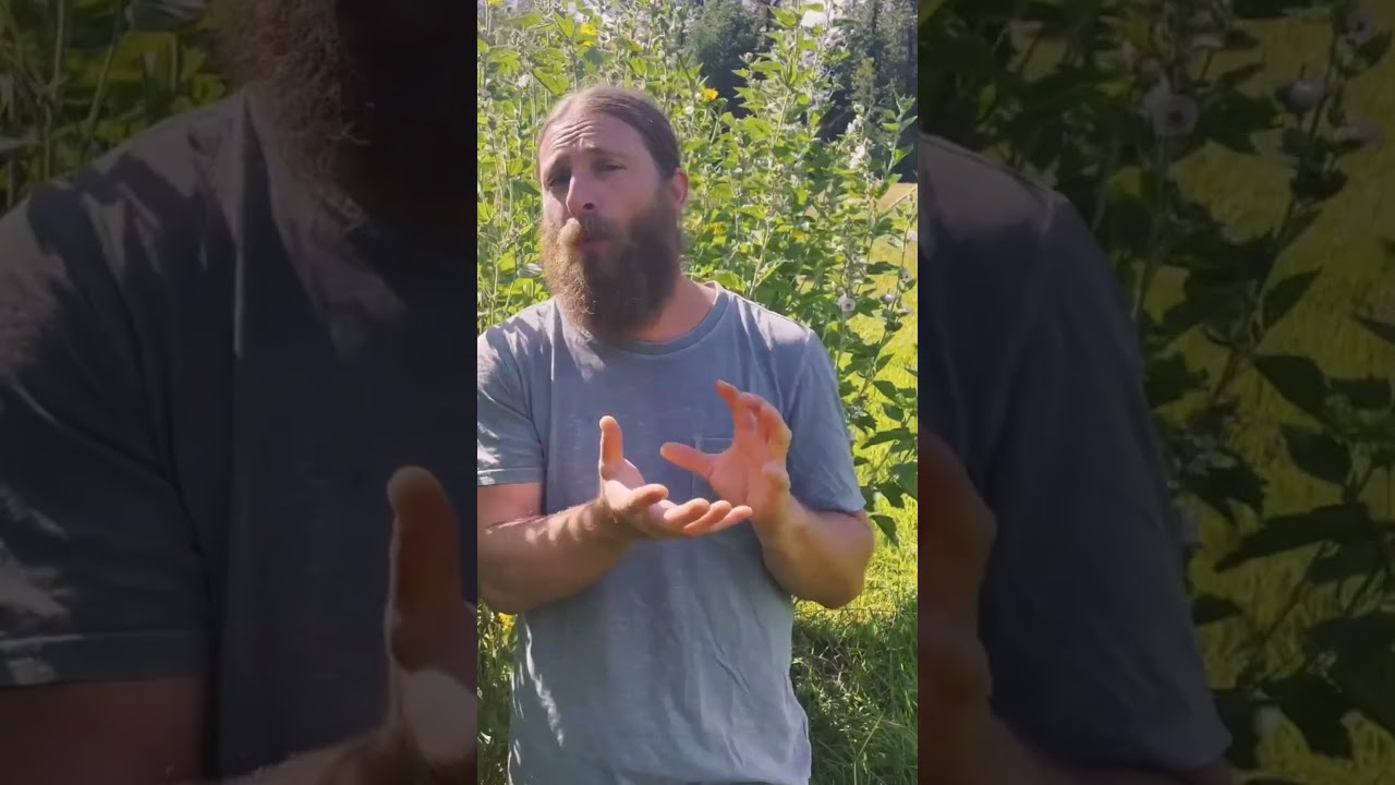 The Healing Power of Marshmallow Root 🌿